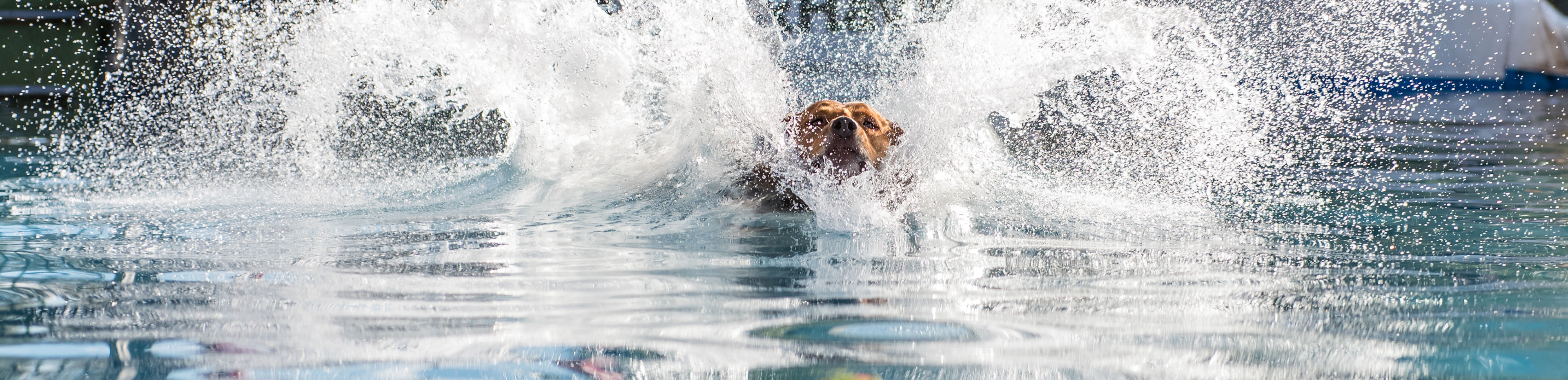 Dog swimming in water with lots of splashes